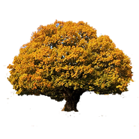 oak
