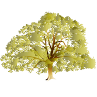 Oak Tree - Red