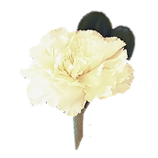 white carnation2