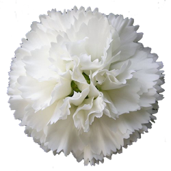 white carnation3