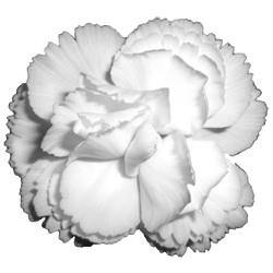 white carnation