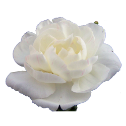 white carnation6