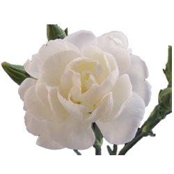 White Carnation7